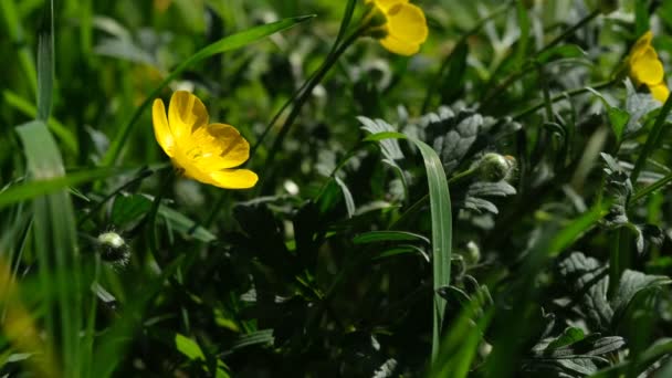 Buttercup Kwiaty Żółtym Zbliżeniu Tle Zielonego Pola Lecie Zbliżenie Zwyczajnego — Wideo stockowe