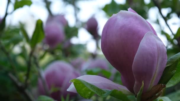 Rosa Magnolienblüten Aus Nächster Nähe Enge Sicht Auf Blühende Magnolienzweige — Stockvideo