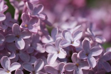 Taze mor mor leylak çiçeklerinin gelişen dalları seçici odak noktalarını kapatır. Bahçede yeşil yapraklara karşı çiçek açan güzel mor leylak çiçekleri, doğal arka plan, kapat..