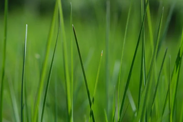 Grünes Gras Nahaufnahme Hintergrund Nahaufnahme Von Frischem Grünen Gras Selektiver — Stockfoto