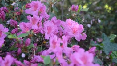 Mor rhododendron açelya çiçekleri, çalılıklarda yeşil yapraklarla çiçekleniyor. Baharda güzel bir tropikal bahçe. İlkbaharda Rhododendron çiçek açma mevsimi. Azalea çiçeği yaklaş. 