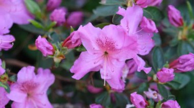 Mor rhododendron açelya çiçekleri, çalılıklarda yeşil yapraklarla çiçekleniyor. Baharda güzel bir tropikal bahçe. İlkbaharda Rhododendron çiçek açma mevsimi. Azalea çiçeği yaklaş. 