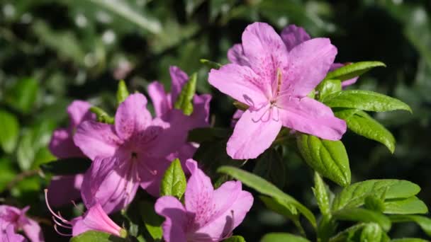 Fioletowy Rododendron Kwiaty Azalii Pełnym Rozkwicie Zielonymi Liśćmi Krzewie Piękny — Wideo stockowe