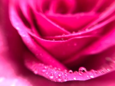 Su damlalı pembe gül yapraklarının bulanık resmi. Gül yaprakları kapanıyor. Gül yapraklarına özen göster.