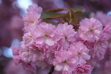 Pembe Kiraz Çiçeği. Makro seçici odaklanma. Arka plan bulanık. Pembe sakura çiçekleri seçici odağı kapatır