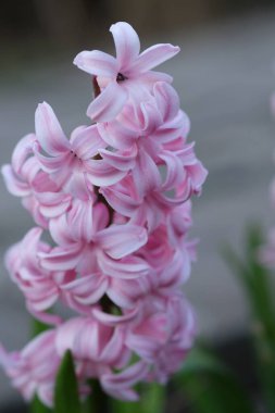 Çiçek açan güzel pembe sümbüller. Pembe sümbüller doğanın güneşli günlerinde kapanır. Çiçeklerle renklendirilmiş doğal bahar manzarası, yumuşak seçici odak