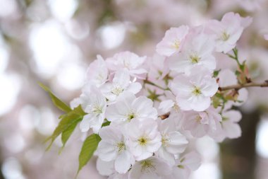 Beyaz çiçekler, çiçek açan makro, seçici odaklanma. Bahar çiçekleri, beyaz çiçeklerdeki ağaç dalları, çiçek açan meyve bitkileri. Beyaz kiraz çiçekleri