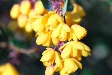 Berberis thunbergii makrosunun sarı çiçekleri yakın plan, seçici odaklanma. Yeşil yapraklar arasında sarı böğürtlen çiçekleri olan dallara yakın çekim