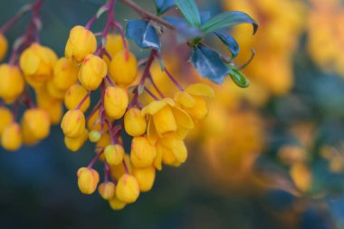 Berberis thunbergii makrosunun sarı çiçekleri yakın plan, seçici odaklanma. Yeşil yapraklar arasında sarı böğürtlen çiçekleri olan dallara yakın çekim