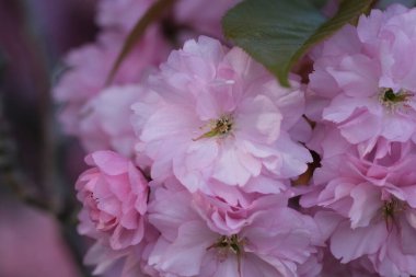 Pembe Kiraz Çiçeği. Makro seçici odaklanma. Arka plan bulanık. Pembe sakura çiçekleri seçici odağı kapatır