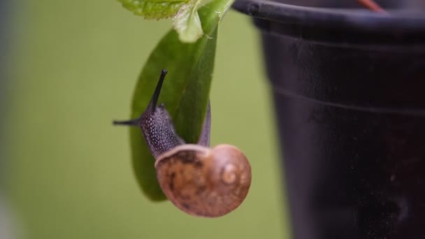 Macro Close Snail Moving Green Leaf Slag Gliding Plant Leaves — Stock video