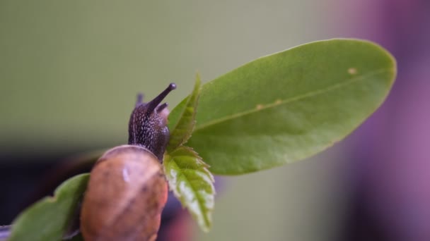 Macro Close Snail Moving Green Leaf Slag Gliding Plant Leaves — Stock video