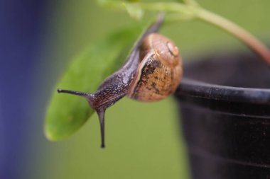 Macro, yeşil yaprağın üzerinde hareket eden salyangozu kapat. Bitki yapraklarında kir kayması. Yeşil yaprak üzerinde sürünen kahverengi çizgili büyük yumuşakça salyangozlar.