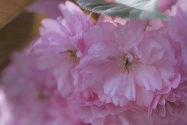 Pembe Kiraz Çiçeği. Makro seçici odaklanma. Arka plan bulanık. Pembe sakura çiçekleri seçici odağı kapatır