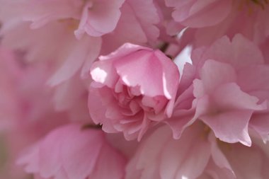 Pembe Kiraz Çiçeği. Makro seçici odaklanma. Arka plan bulanık. Pembe sakura çiçekleri seçici odağı kapatır