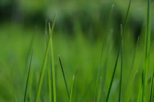 Green Grass Close Background Close View Fresh Green Grass Selective — Stock Photo, Image