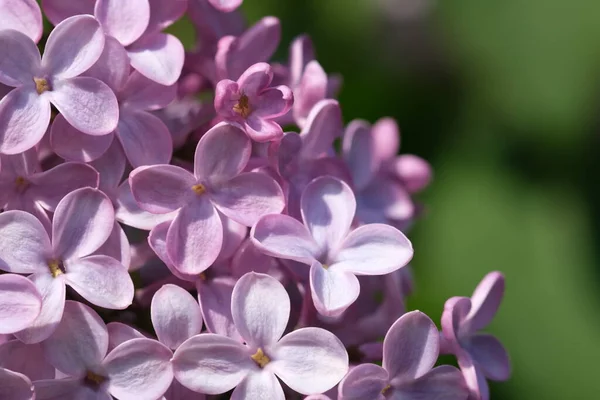 Blossoming Branch Fresh Purple Violet Lilac Flowers Close Selective Focus — Foto Stock