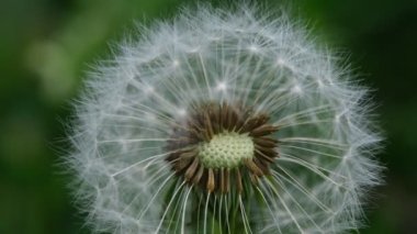 Karahindiba tohumu başlarının ince dantel desenli makro görüntüsünü kapat. Yeşil çimenlikteki bir karahindibanın kapalı tomurcuğunun detaylı görüntüsü