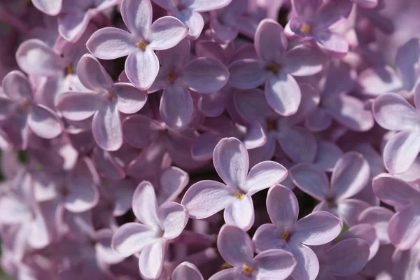 Taze mor mor leylak çiçeklerinin gelişen dalları seçici odak noktalarını kapatır. Bahçede yeşil yapraklara karşı çiçek açan güzel mor leylak çiçekleri, doğal arka plan, kapat..