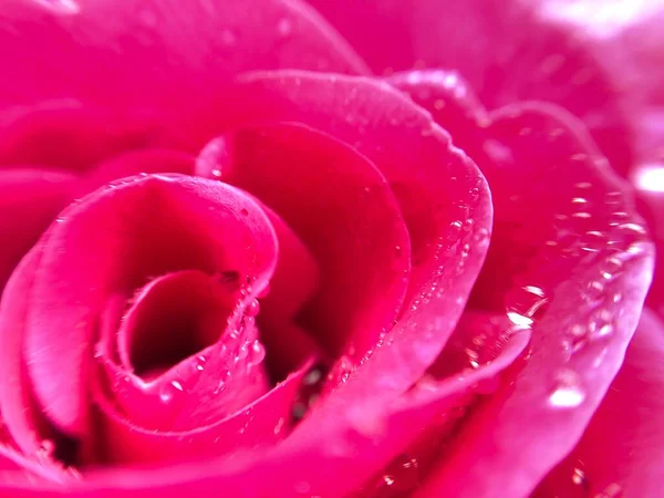 Blurred Picture Pink Rose Petals Water Drops Rose Petals Close — ストック写真