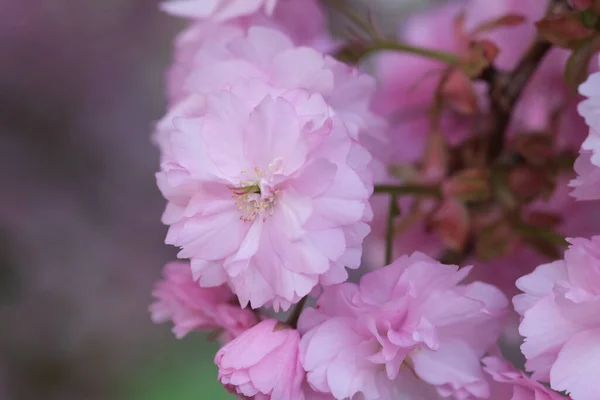 Rózsaszín Cseresznyevirág Makro Szelektív Fókusz Homályos Háttér Rózsaszín Sakura Virágszirmok — Stock Fotó