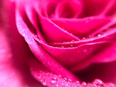 Su damlalı pembe gül yapraklarının bulanık resmi. Gül yaprakları kapanıyor. Gül yapraklarına özen göster.