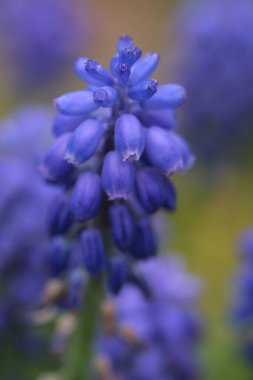 Mavi sümbül çiçeği yakın plan, seçici odaklanma. Muscari Ermeniacum yakın planda, mavi Ermeni üzüm sümbülleri yakın planda, bahar çiçekleri İngiltere 'de çiçek açıyor. Yüksek kalite fotoğraf