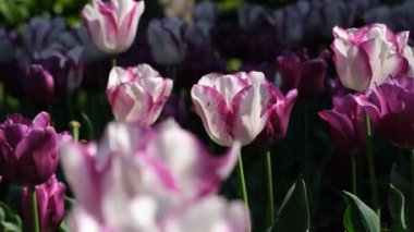 Beyaz ve mor lale yakın çekim, seçici odaklanma. Bir sürü çiçek açan beyaz ve yeşil saplı mor laleler. Gün ışığına karşı laleler. 