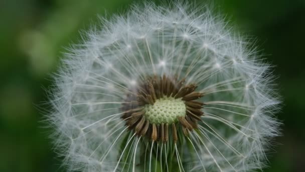 Close Macro Image Dandelion Seed Heads Delicate Lace Patterns Detail — Stock Video