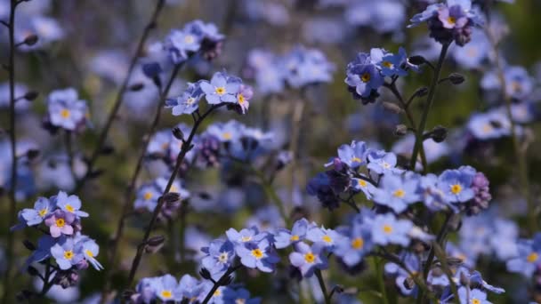 Vergissmeinnicht Blütenmakro Mit Leuchtend Grünen Blättern Den Sonnenstrahlen Blaue Blumen — Stockvideo