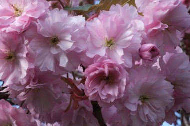 Pembe Kiraz Çiçeği. Makro seçici odaklanma. Arka plan bulanık. Pembe sakura çiçekleri seçici odağı kapatır