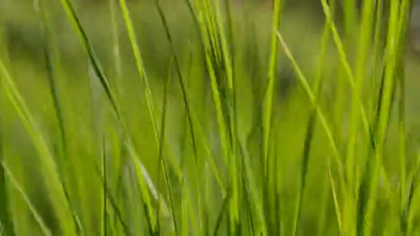 Πράσινο Γρασίδι Φόντο Closeup Γκρο Πλαν Άποψη Του Φρέσκου Πράσινου — Αρχείο Βίντεο