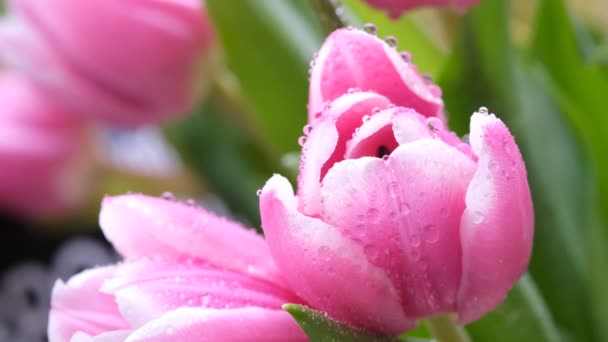 Tulipa Rosa Close Foco Seletivo Composição Diagonal Natureza Desfocado Fundo — Vídeo de Stock