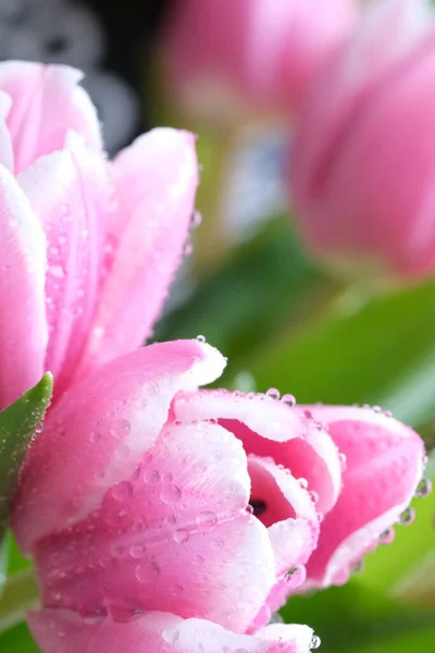 Cor Rosa Tulipa Closeup Com Gotas Orvalho Foco Seletivo Buquê — Fotografia de Stock