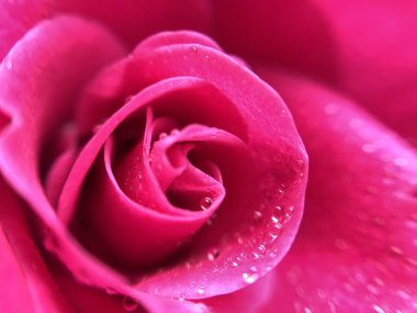 Su damlalı pembe gül yapraklarının bulanık resmi. Gül yaprakları kapanıyor. Gül yapraklarına özen göster.