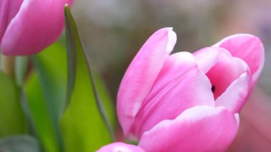 Pembe lale yakın plan, seçici odaklanma. Çapraz kompozisyon. Doğa bulanık arkaplan