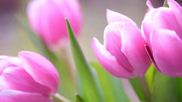 Růžový Tulipán Zblízka Selektivní Zaměření Diagonální Složení Příroda Rozmazané Pozadí — Stock video