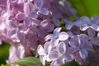 Taze mor mor leylak çiçeklerinin gelişen dalları seçici odak noktalarını kapatır. Bahçede yeşil yapraklara karşı çiçek açan güzel mor leylak çiçekleri, doğal arka plan, kapat..