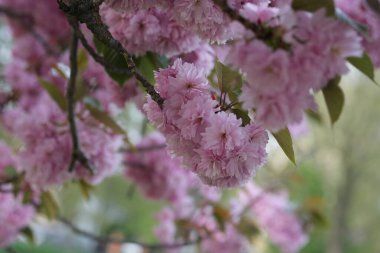 Pembe Kiraz Çiçeği ağaç brunch 'ı. Bahar zamanı doğa geçmişi. Makro seçici odaklanma. Arka plan bulanık. Pembe sakura çiçekleri seçici odağı kapatır