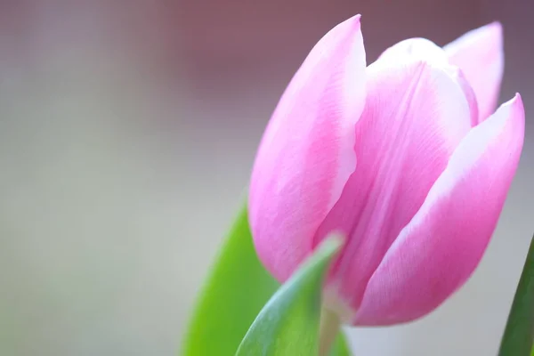 Pink Tulip Close Moving Wind Selective Focus Nature Blurred Background — Stock Photo, Image