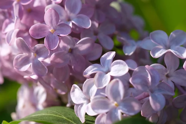 Taze mor mor leylak çiçeklerinin gelişen dalları seçici odak noktalarını kapatır. Bahçede yeşil yapraklara karşı çiçek açan güzel mor leylak çiçekleri, doğal arka plan, kapat..