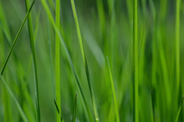 Grünes Gras Nahaufnahme Hintergrund Nahaufnahme Von Frischem Grünen Gras Selektiver — Stockfoto