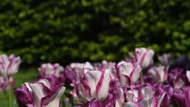 Białe Fioletowe Tulipan Zbliżenie Selektywne Skupienie Pole Wielu Kwitnących Białych — Wideo stockowe