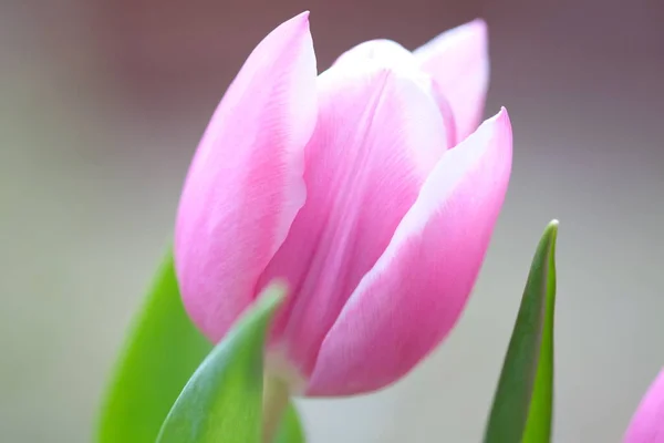 Gros Plan Sur Tulipe Rose Déplaçant Dans Vent Mise Point — Photo