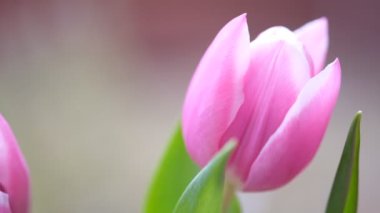 Pembe lale yakın plan, seçici odaklanma. Çapraz kompozisyon. Doğa bulanık arkaplan