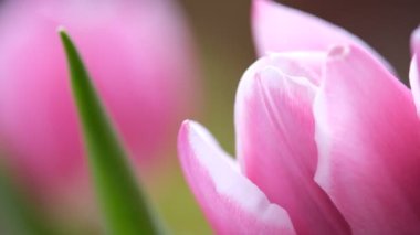 pink tulip close-up, selective focus. Diagonal composition. Nature blurred background