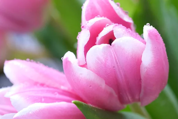 Gros Plan Sur Tulipe Rose Avec Gouttes Rosée Mise Point — Photo