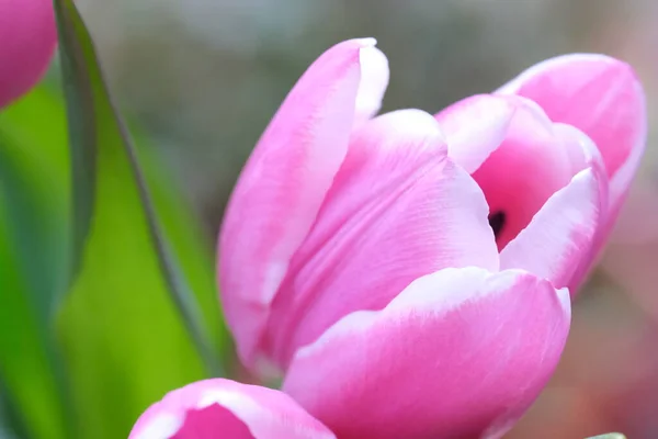 Pink Tulip Close Selective Focus Diagonal Composition Nature Blurred Background — стоковое фото