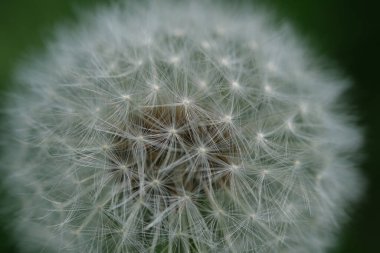 Karahindiba tohumu başlarının ince dantel desenli makro görüntüsünü kapat. Yeşil çimenlikteki bir karahindibanın kapalı tomurcuğunun detaylı görüntüsü