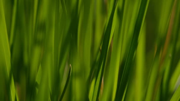 Πράσινο Γρασίδι Φόντο Closeup Γκρο Πλαν Άποψη Του Φρέσκου Πράσινου — Αρχείο Βίντεο
